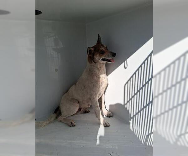 Medium Photo #1 Chihuahua-Unknown Mix Puppy For Sale in Houston, TX, USA