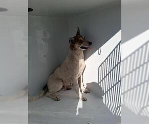 Chihuahua-Unknown Mix Dogs for adoption in Houston, TX, USA