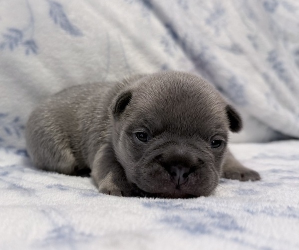 Medium Photo #1 French Bulldog Puppy For Sale in SACRAMENTO, CA, USA