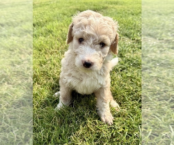 Medium Photo #8 Bernedoodle-Poodle (Standard) Mix Puppy For Sale in MENIFEE, CA, USA