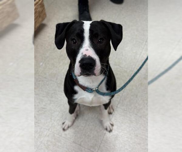 Medium Photo #1 Staffordshire Bull Terrier Puppy For Sale in Sugar Land, TX, USA