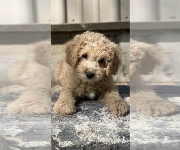 Medium Photo #5 Poodle (Toy) Puppy For Sale in CANOGA, NY, USA