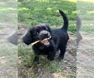 Mutt Dogs for adoption in Greenville, SC, USA