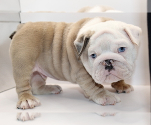 Medium English Bulldog