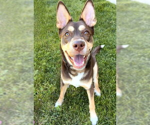 Siberian Husky-Unknown Mix Dogs for adoption in Sacramento, CA, USA