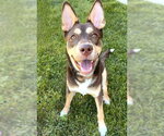 Small Siberian Husky Mix