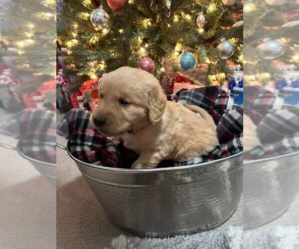 Medium Photo #2 Golden Retriever Puppy For Sale in BENTON, IL, USA