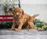 Small #1 Goldendoodle (Miniature)