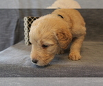 Small Photo #4 Double Doodle Puppy For Sale in BOTHELL, WA, USA