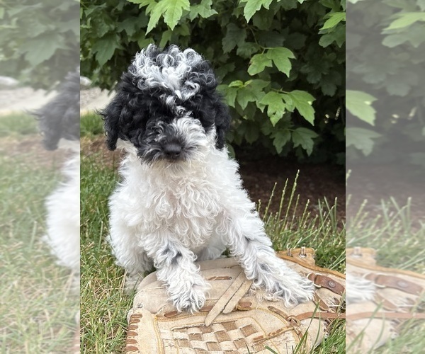 Medium Photo #3 Poodle (Miniature) Puppy For Sale in MIDDLEBURY, IN, USA