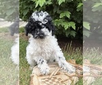 Small #2 Poodle (Miniature)