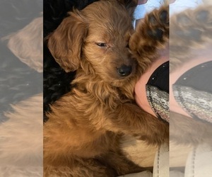 Goldendoodle (Miniature) Puppy for sale in NEWPORT BEACH, CA, USA