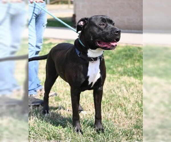 Medium Photo #3 Mutt Puppy For Sale in Glen Allen, VA, USA