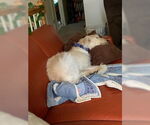 Small #2 Irish Wolfhound Mix