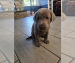Small #3 Labrador Retriever