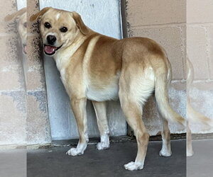 Chihuahua-Unknown Mix Dogs for adoption in Las Vegas, NM, USA