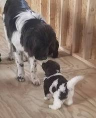 Newfoundland Puppy for sale in WAYNESBURG, PA, USA