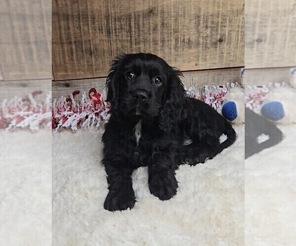 Medium Photo #3 Cockalier Puppy For Sale in JASONVILLE, IN, USA