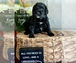 Small Photo #1 Labradoodle Puppy For Sale in PAW PAW, MI, USA