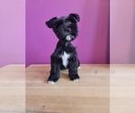 Small #1 Schnauzer (Miniature)