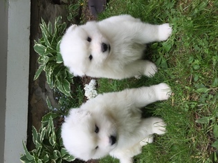 Samoyed Puppy for sale in DUNDEE, NY, USA
