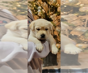 Labrador Retriever Puppy for Sale in OTHELLO, Washington USA