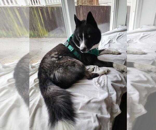 Medium Photo #4 Border Collie-Siberian Husky Mix Puppy For Sale in Silver Spring, MD, USA