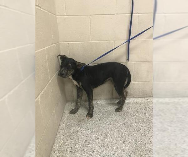 Medium Photo #1 American Bulldog Puppy For Sale in Conroe, TX, USA