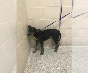 American Bulldog Dogs for adoption in Conroe, TX, USA