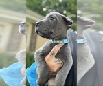 Small #10 Cane Corso