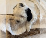 Small #14 Miniature Bernedoodle