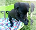 Small #4 Labrador Retriever