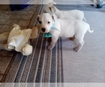 Small Photo #46 American Pit Bull Terrier-Labrador Retriever Mix Puppy For Sale in MOORESBORO, NC, USA