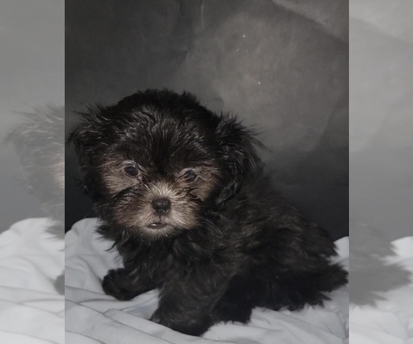 Medium Photo #2 Shih Tzu Puppy For Sale in BRANDON, FL, USA