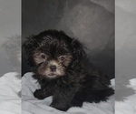 Small #1 Shih Tzu