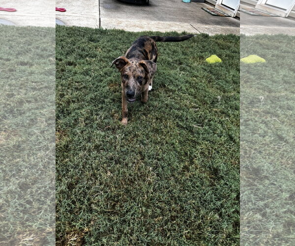 Medium Photo #5 Catahoula Leopard Dog-Mountain Cur Mix Puppy For Sale in Ball Ground, GA, USA