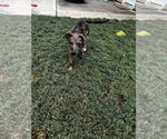 Small #4 Catahoula Leopard Dog-Mountain Cur Mix