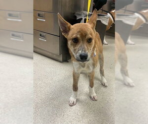 Shiba Inu-Unknown Mix Dogs for adoption in Riverside, CA, USA