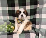 Small Photo #4 Saint Bernard Puppy For Sale in QUARRYVILLE, PA, USA