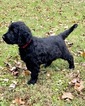 Small Photo #2 Goldendoodle Puppy For Sale in MORGANTOWN, IN, USA