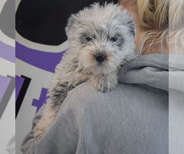 Medium Photo #4 Mutt Puppy For Sale in Huntley, IL, USA