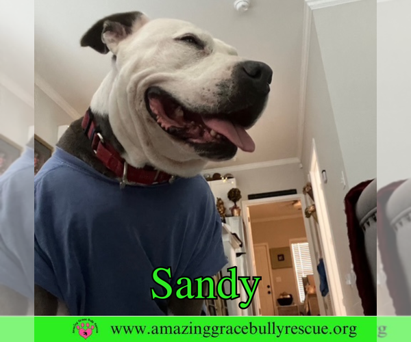 Medium Photo #6 American Pit Bull Terrier-Unknown Mix Puppy For Sale in Pensacola, FL, USA