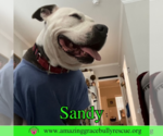 Small Photo #6 American Pit Bull Terrier-Unknown Mix Puppy For Sale in Pensacola, FL, USA