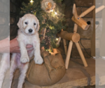 Small Photo #4 Goldendoodle Puppy For Sale in ATHENS, TN, USA