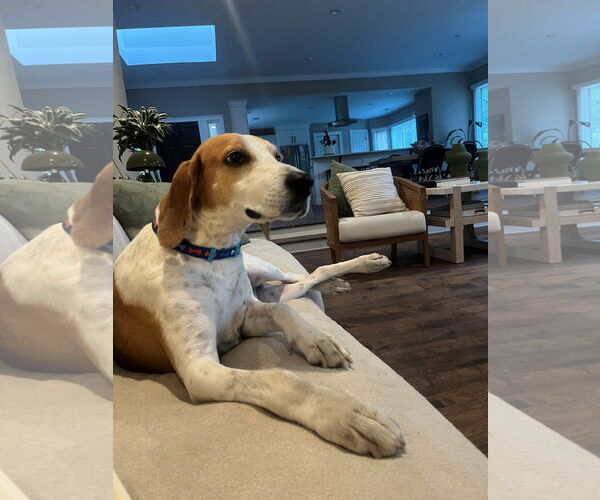 Medium Photo #6 Mutt Puppy For Sale in Hilton Head, SC, USA