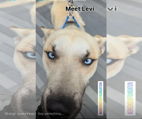 Medium Photo #4 Huskies -Unknown Mix Puppy For Sale in Lake Elsinore, CA, USA