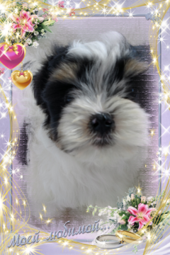 Medium Photo #2 Havanese Puppy For Sale in DOUGLAS, GA, USA