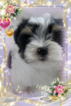 Small Photo #2 Havanese Puppy For Sale in DOUGLAS, GA, USA