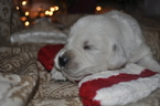 Small Photo #7 Golden Retriever Puppy For Sale in TOONE, TN, USA