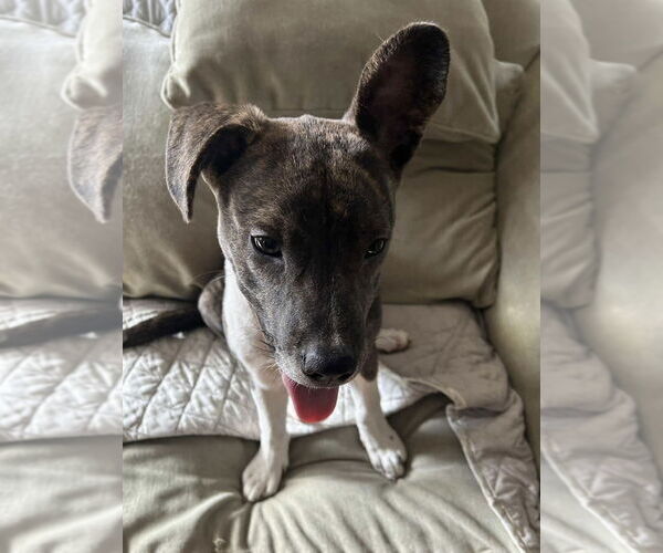 Medium Photo #7 Mountain Cur-Unknown Mix Puppy For Sale in Alexander, AR, USA